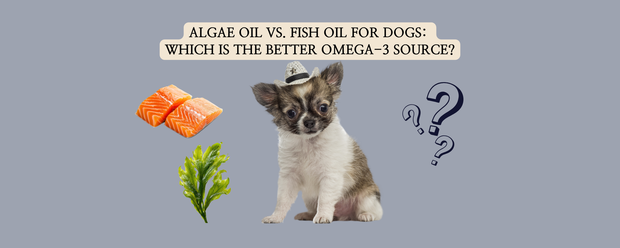 A young Chihuahua dog wearing a tiny cowboy hat sitting in the center. To its left are icons of raw salmon pieces representing fish oil, and microalgae for algae oil. To its right are several large black question marks.