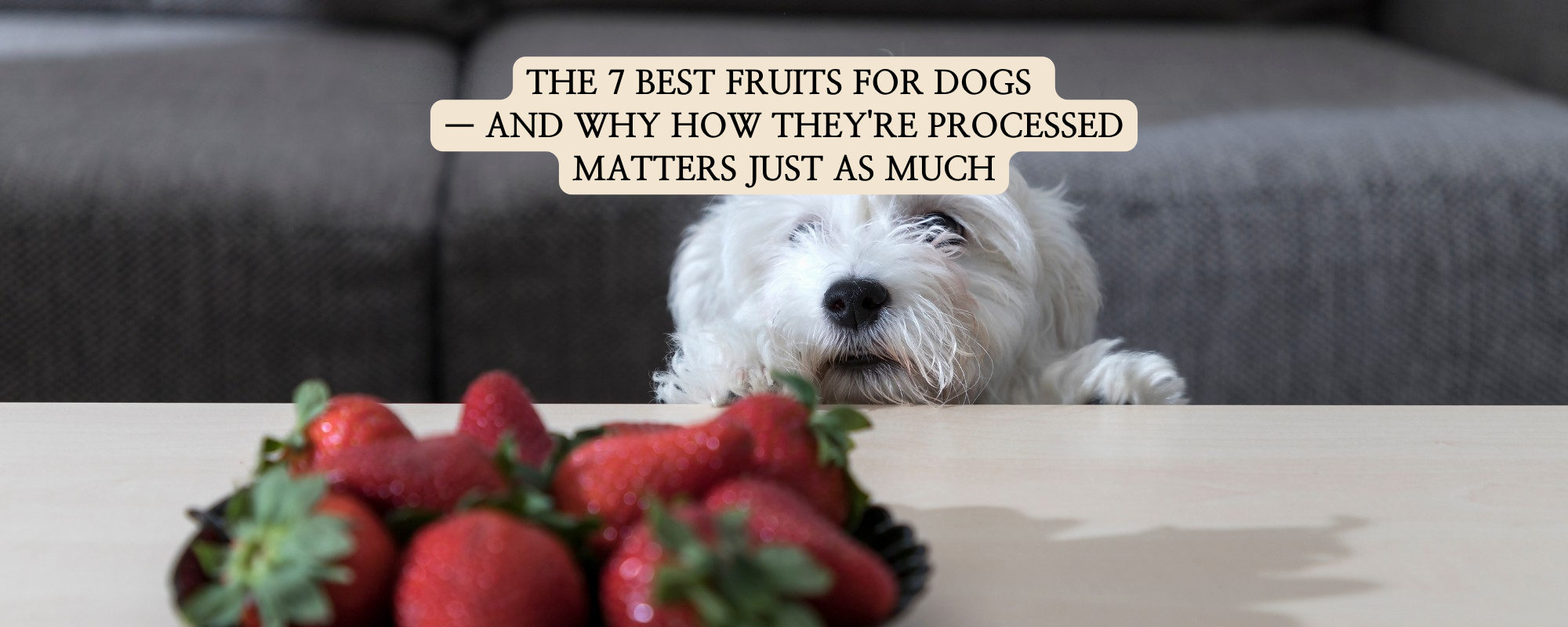 A cute white fluffy dog looking curiously at a plate of fresh strawberries on a table. The text above reads 'THE 7 BEST FRUITS FOR DOGS — AND WHY HOW THEY'RE PROCESSED MATTERS JUST AS MUCH'.