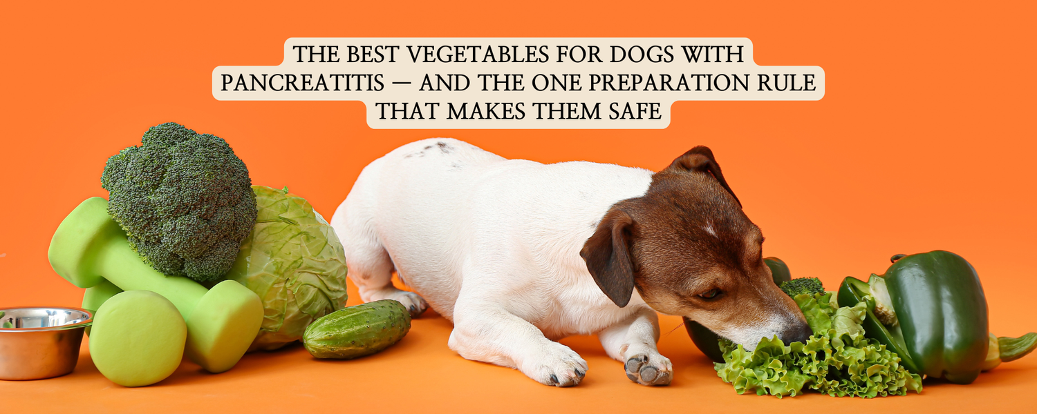 A Jack Russell Terrier lying down on a vibrant orange background, sniffing a pile of fresh green lettuce next to a whole green bell pepper, cucumber, cabbage, and broccoli.