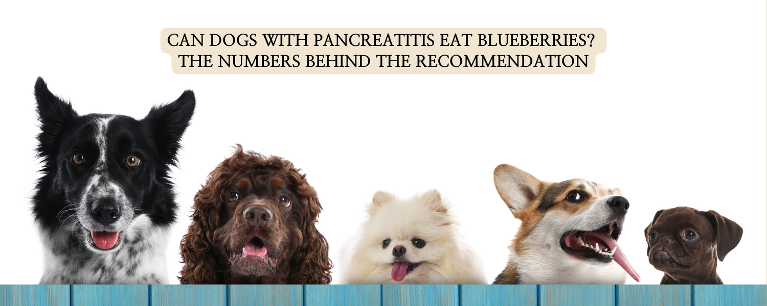A row of five different dog breeds looking upward, with text that asks "Can dogs with pancreatitis eat blueberries? The numbers behind the recommendation."