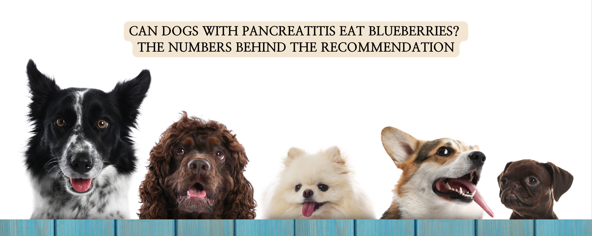 A row of five different dog breeds looking upward, with text that asks "Can dogs with pancreatitis eat blueberries? The numbers behind the recommendation."