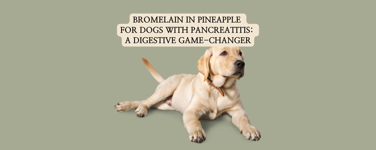 A minimal educational blog thumbnail for 'pet sweets lab' on a warm yellow background. A professional black serif text label above reads: 'BROMELAIN IN PINEAPPLE FOR DOGS WITH PANCREATITIS: A DIGESTIVE GAME-CHANGER'.