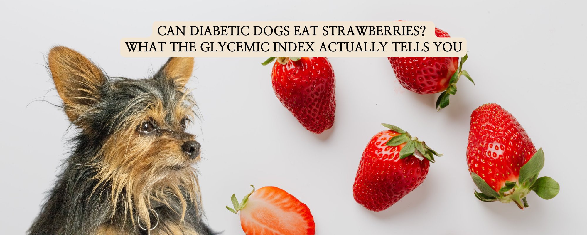 A small terrier-mix dog looking at several fresh strawberries, with text overlaying the image that reads "Can Diabetic Dogs Eat Strawberries? What the Glycemic Index Actually Tells You.