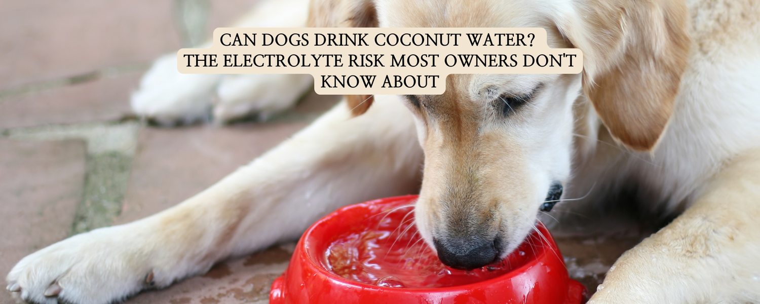 A close-up horizontal photograph of a golden retriever dog lowering its head to drink water intently from a bright red plastic bowl on a stone patio.