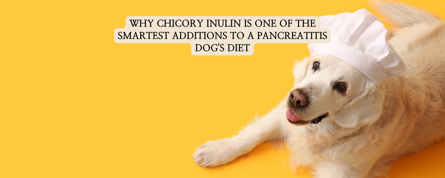 An authoritative blog thumbnail titled "WHY CHICORY INULIN IS ONE OF THE SMARTEST ADDITIONS TO A PANCREATITIS DOG'S DIET". Features a Golden Retriever wearing a chef's hat on a yellow background, representing high-quality and safe diet additions for dogs.