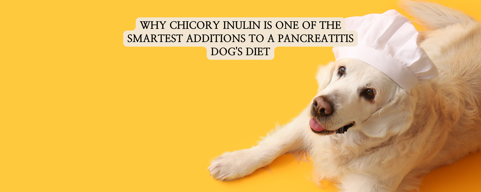 An authoritative blog thumbnail titled "WHY CHICORY INULIN IS ONE OF THE SMARTEST ADDITIONS TO A PANCREATITIS DOG'S DIET". Features a Golden Retriever wearing a chef's hat on a yellow background, representing high-quality and safe diet additions for dogs.