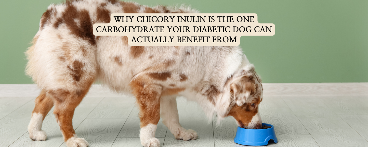 An Australian Shepherd dog eating from a blue bowl on the floor against a green wall. Text overlay reads: "Why Chicory Inulin Is the One Carbohydrate Your Diabetic Dog Can Actually Benefit From"