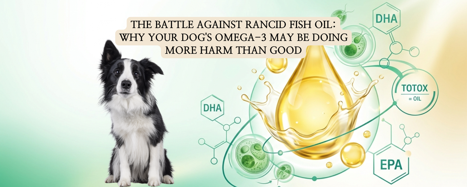 An educational blog thumbnail titled "THE BATTLE AGAINST RANCID FISH OIL: WHY YOUR DOG'S OMEGA-3 MAY BE DOING MORE HARM THAN GOOD".