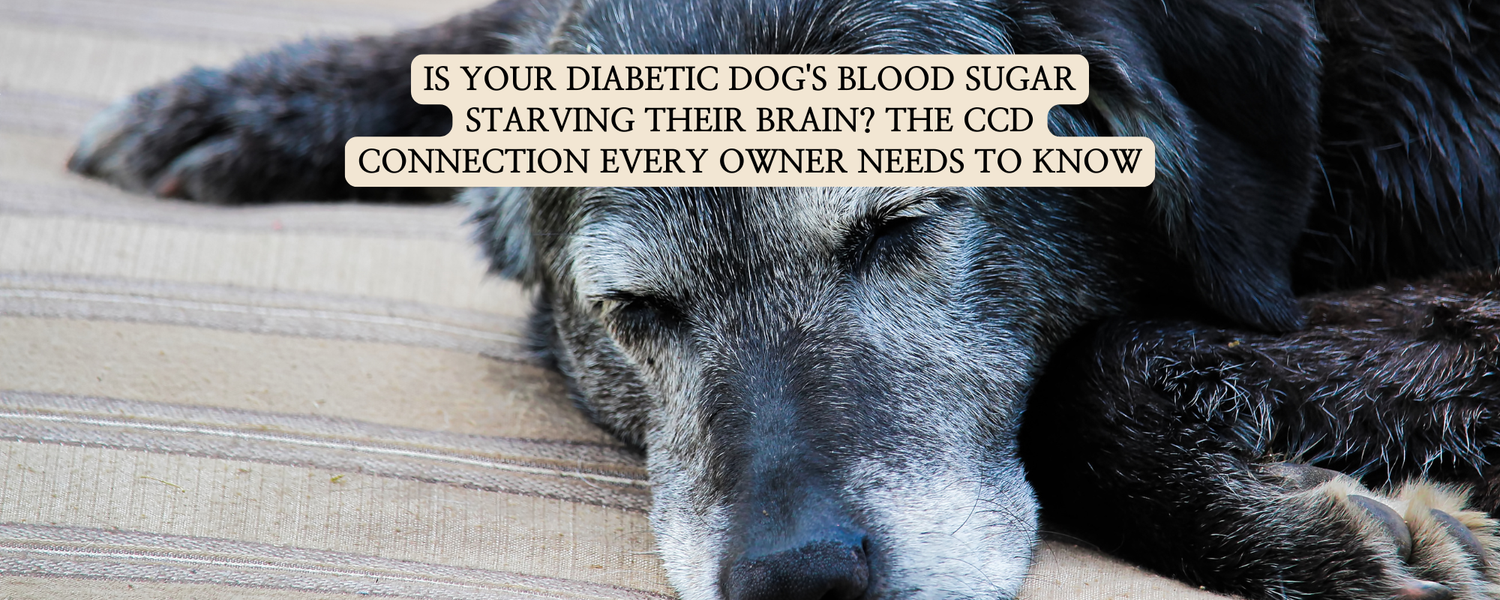 A close-up photograph of an old, black dog with a grey muzzle, resting and sleeping with its eyes closed. Overlaying text on a beige background reads, "Is your diabetic dog's blood sugar starving their brain? The CCD connection every owner needs to know."