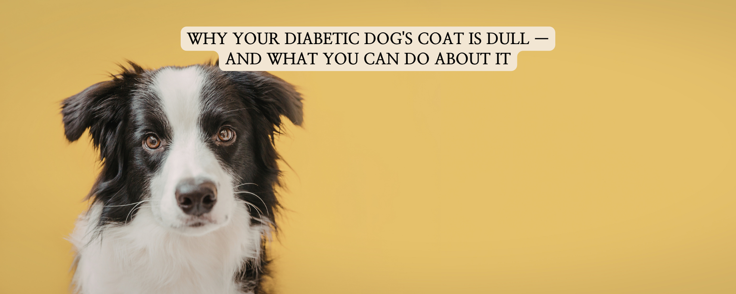 A premium blog thumbnail for 'pet sweets lab' featuring a focused Border Collie against a warm yellow background.
