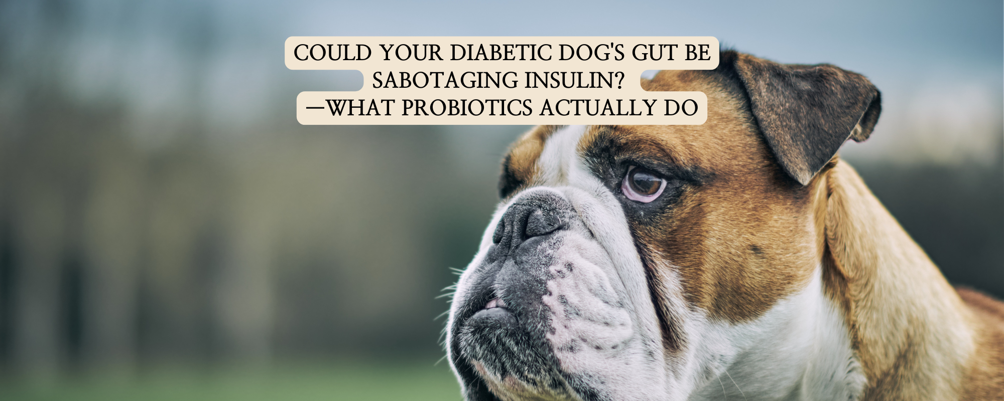 A close-up of a Bulldog looking thoughtful, with text asking if a diabetic dog's gut is sabotaging their insulin and explaining what probiotics actually do.