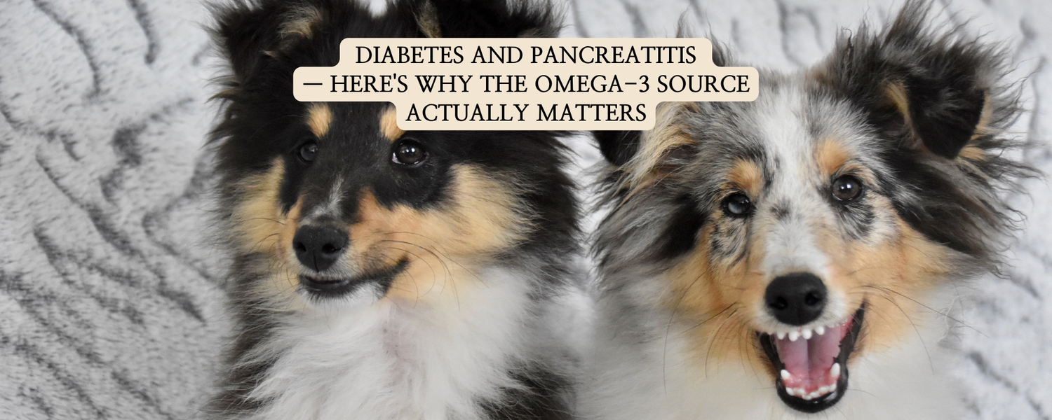 An educational infographic thumbnail comparing Algae Omega-3 and Fish Oil for dogs with both diabetes and pancreatitis. It highlights Algae Omega-3's higher DHA/EPA density and zero marine contamination, while warning about the fat burden of fish oil.
