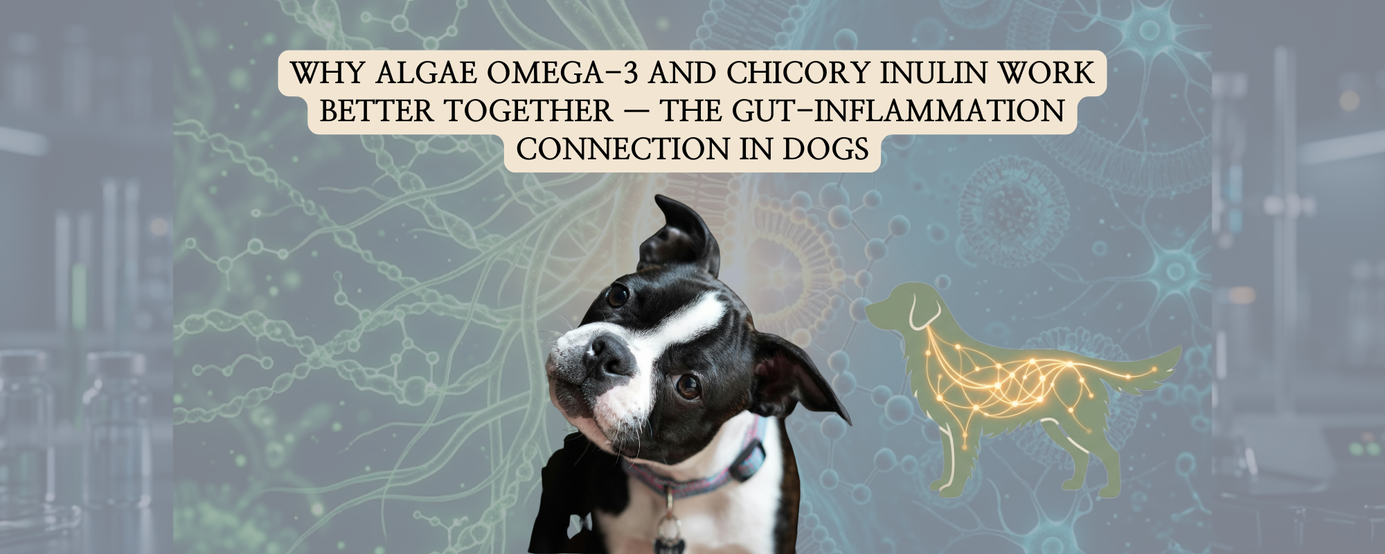 A widescreen blog thumbnail featuring a Boston Terrier dog tilting its head in the center, next to a stylized green silhouette of a dog showing a glowing internal neural and gut axis network.