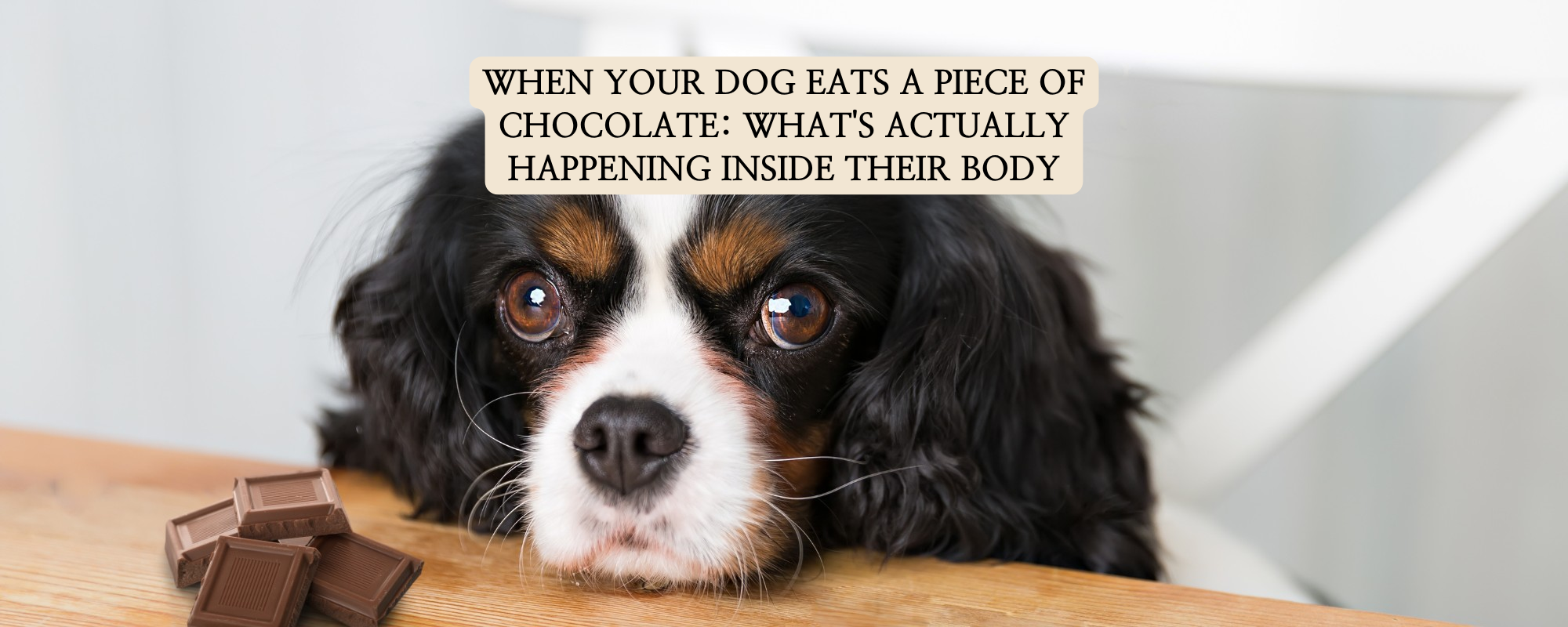 A concerned Cavalier King Charles Spaniel looking at pieces of dark chocolate on a wooden table. Text overlay reads: 'WHEN YOUR DOG EATS A PIECE OF CHOCOLATE: WHAT'S ACTUALLY HAPPENING INSIDE THEIR BODY'.