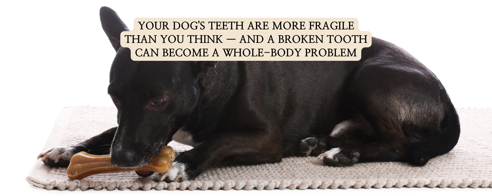black dog chewing on a hard bone treat with text overlay stating 'Your dog's teeth are more fragile than you think'