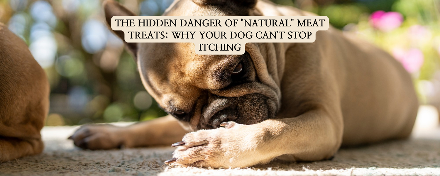 A brown dog intensely licking and biting its paw on the ground, illustrating the common signs of food allergies and itching in small breeds.