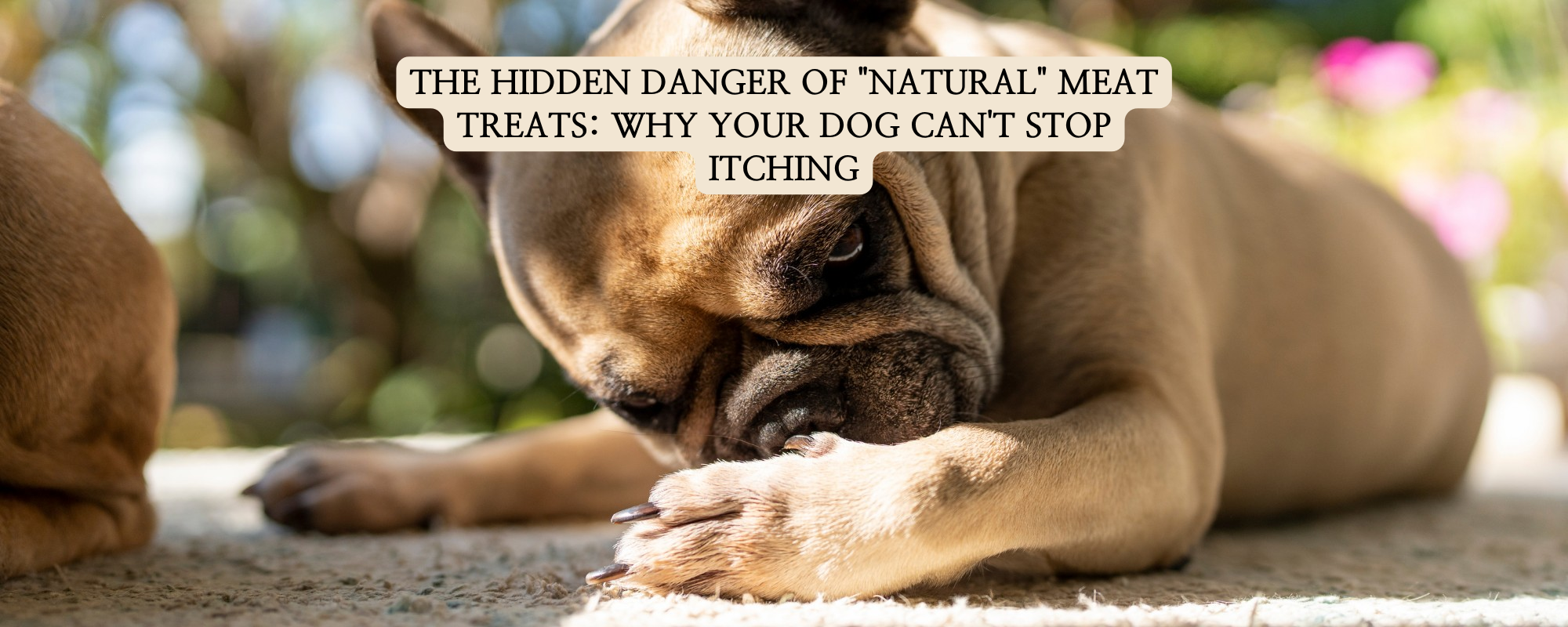 A brown dog intensely licking and biting its paw on the ground, illustrating the common signs of food allergies and itching in small breeds.