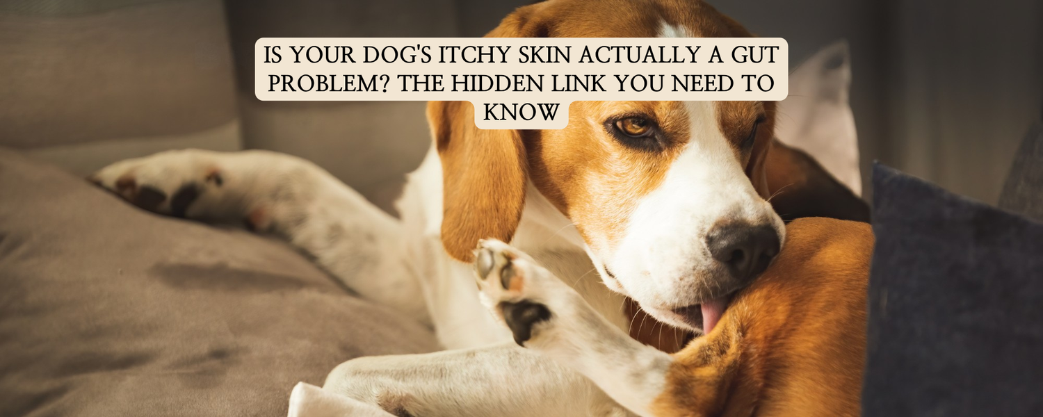A Beagle dog scratching its skin on a sofa, illustrating the connection between canine gut health and itchy skin allergies.