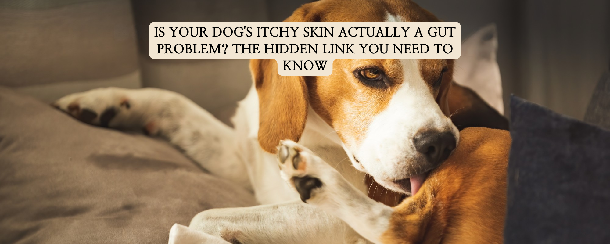 A Beagle dog scratching its skin on a sofa, illustrating the connection between canine gut health and itchy skin allergies.