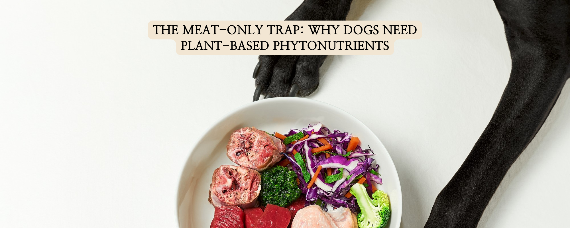 A black dog's paw resting on a white bowl filled with raw meat and colorful vegetables like purple cabbage and broccoli. Text overlay: "THE MEAT-ONLY TRAP: WHY DOGS NEED PLANT-BASED PHYTONUTRIENTS".