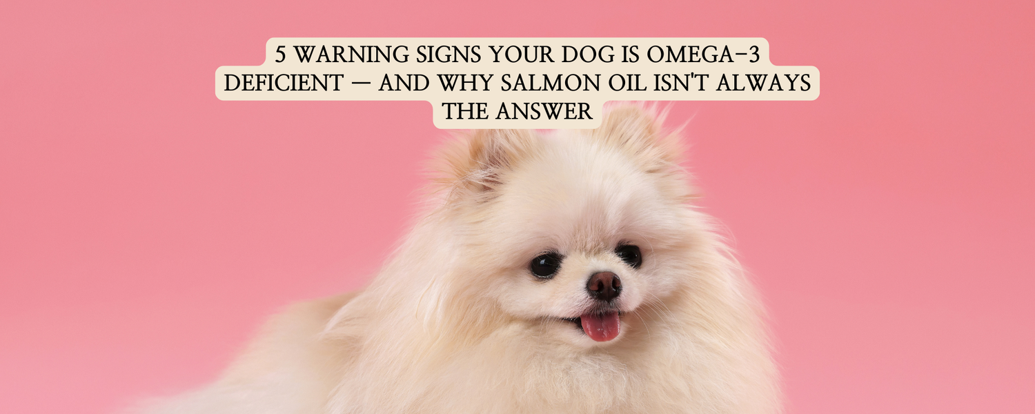 A fluffy, white Pomeranian dog looking forward with its tongue slightly out against a vibrant pink background. A text overlay with a beige background reads: 5 WARNING SIGNS YOUR DOG IS OMEGA-3 DEFICIENT — AND WHY SALMON OIL ISN'T ALWAYS THE ANSWER