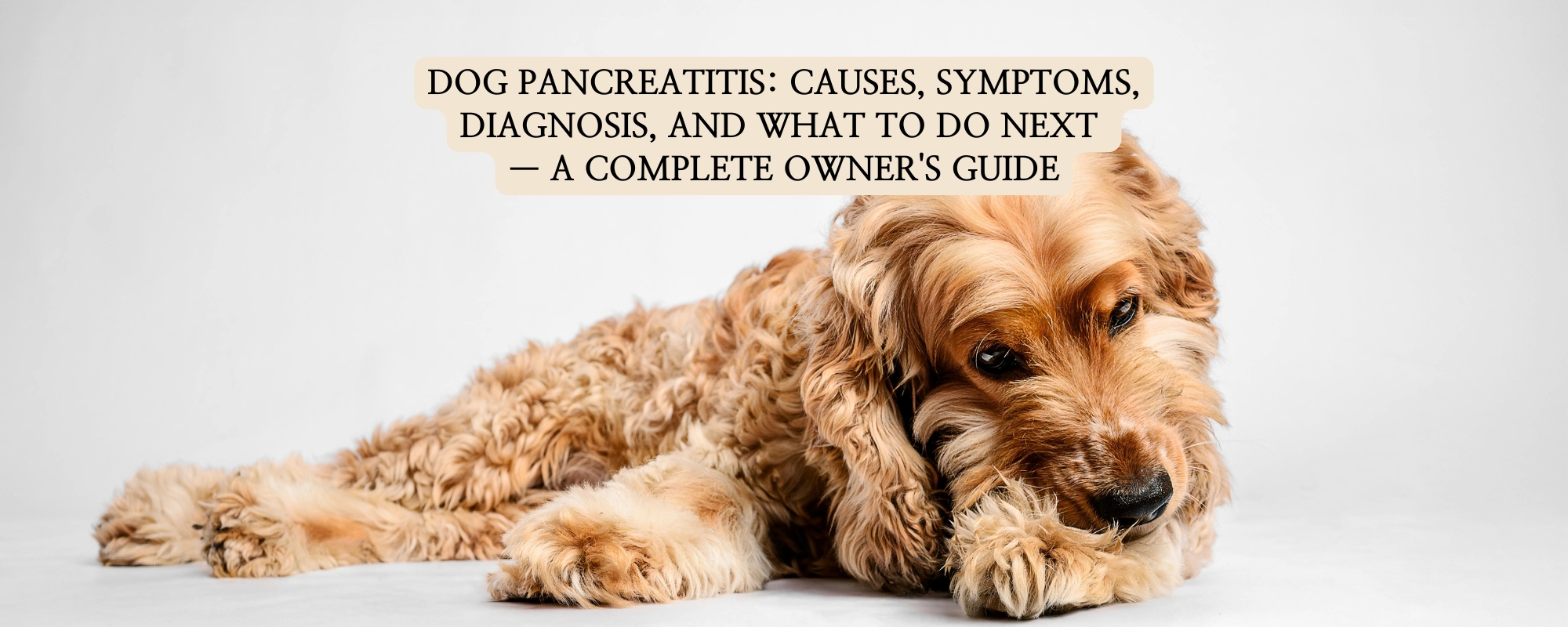 A warm-toned photograph of a fluffy-coated Spaniel dog receiving a gentle chin rub from a person. Text overlay reads: "DOG PANCREATITIS: CAUSES, SYMPTOMS, DIAGNOSIS, AND WHAT TO DO NEXT — A COMPLETE OWNER'S GUIDE."