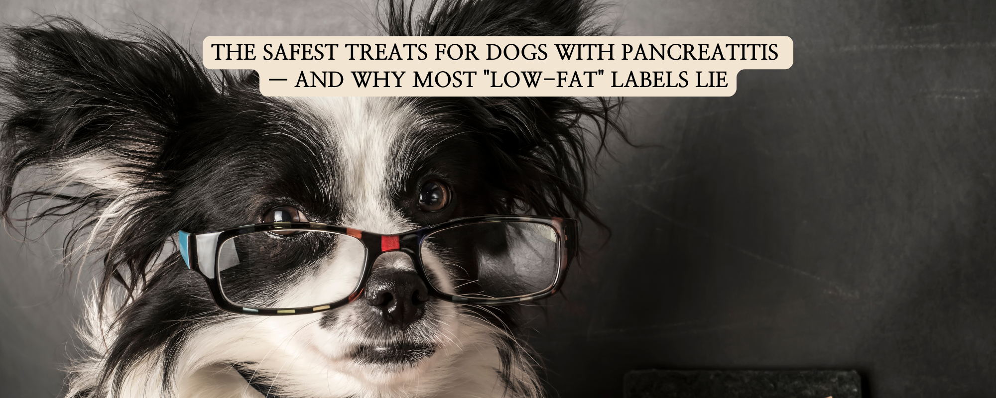A black and white long-haired dog wearing glasses, with text overlaying the image that reads "The Safest Treats for Dogs with Pancreatitis — and Why Most 'Low-Fat' Labels Lie."