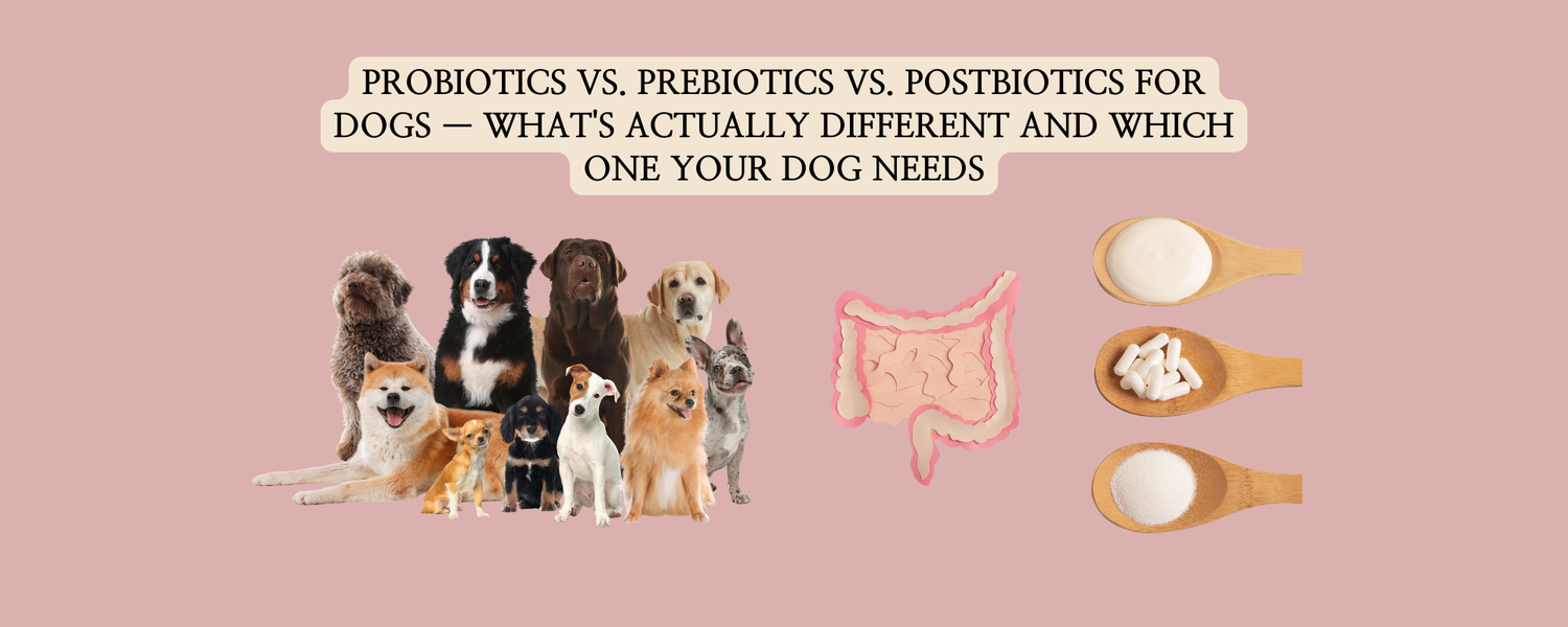 A thumbnail graphic on a dusty pink background with centered English text at the top: 'PROBIOTICS VS. PREBIOTICS VS. POSTBIOTICS FOR DOGS — WHAT'S ACTUALLY DIFFERENT AND WHICH ONE YOUR DOG NEEDS'.