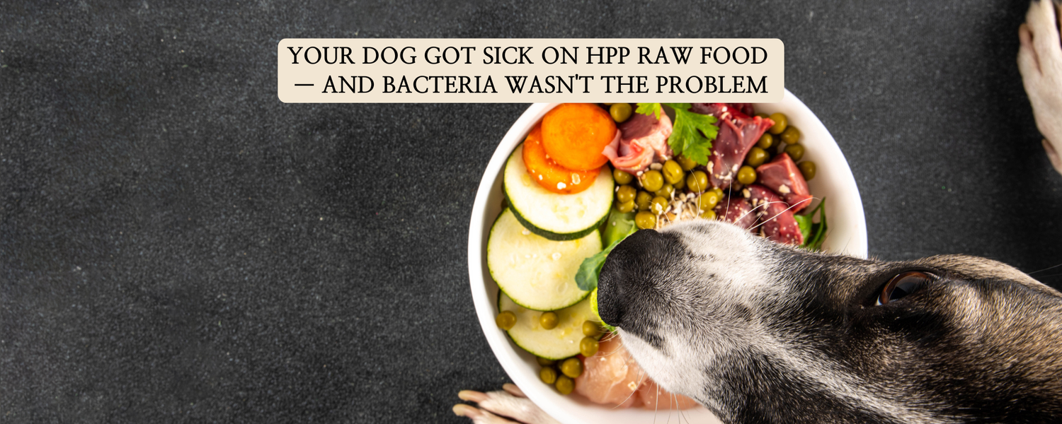 An overhead, flat-lay photograph on a dark slate background shows a white bowl filled with raw ingredients (meat, zucchini, peas, carrots) next to the head of a dog looking at the food.