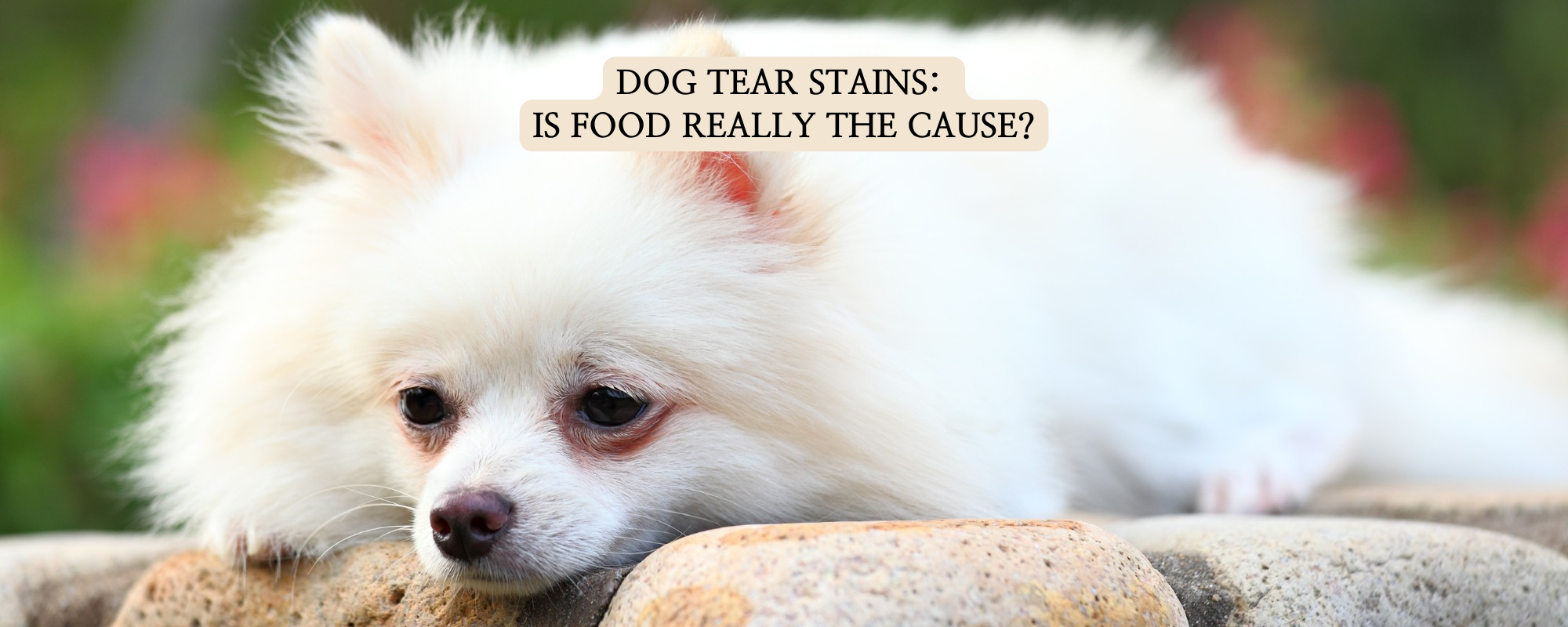 A white Pomeranian dog with visible reddish-brown tear stains under its eyes, lying down on a stone surface with a sad expression. Text overlay: "DOG TEAR STAINS: IS FOOD REALLY THE CAUSE?"