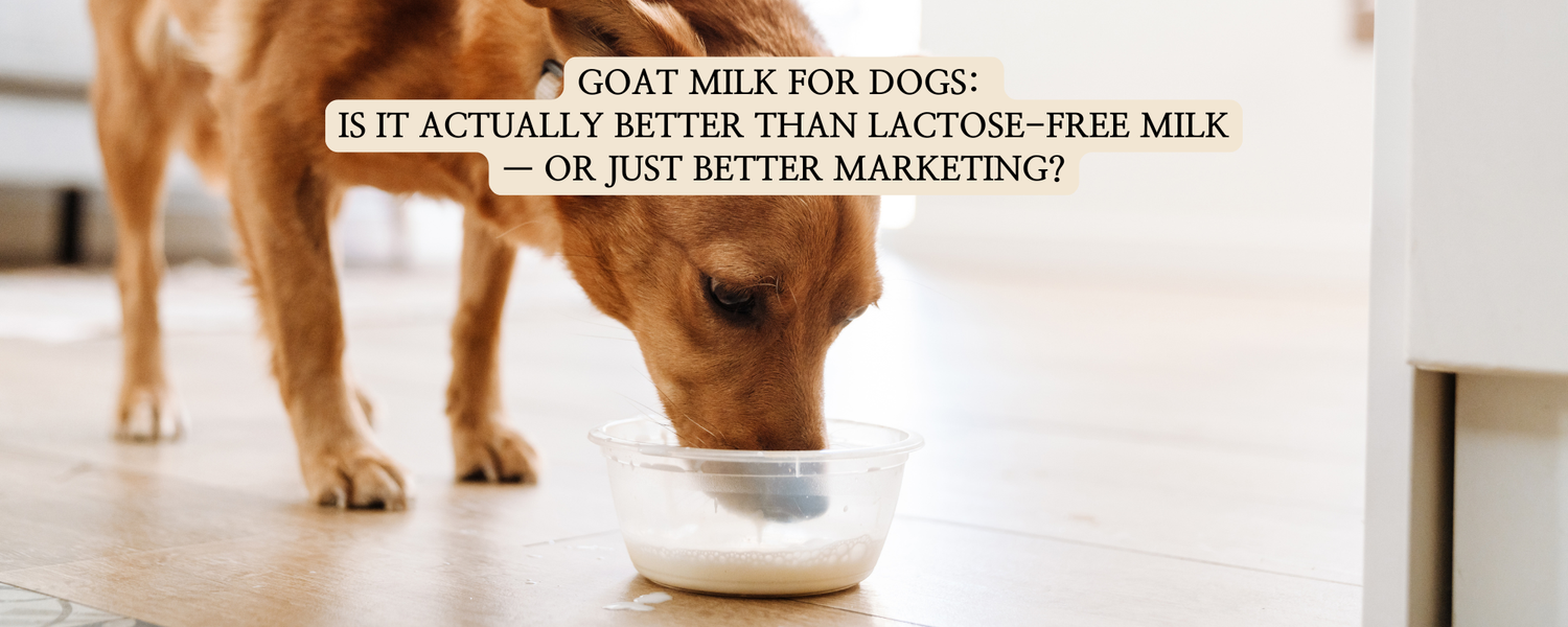 A brown adult dog licking milk from a clear plastic bowl on a wooden floor inside a house. A text overlay with a beige background reads: GOAT MILK FOR DOGS: IS IT ACTUALLY BETTER THAN LACTOSE-FREE MILK — OR JUST BETTER MARKETING?