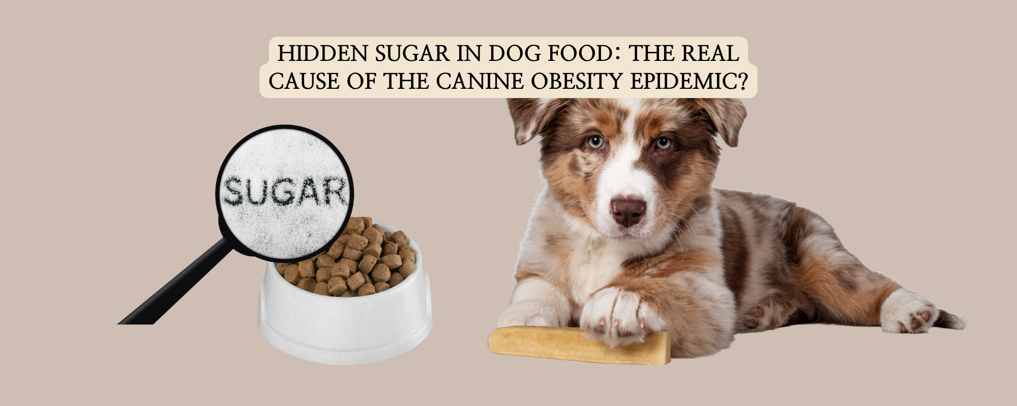 Puppy with a magnifying glass over a kibble bowl revealing 'SUGAR', showing hidden glycemic load in dog food.