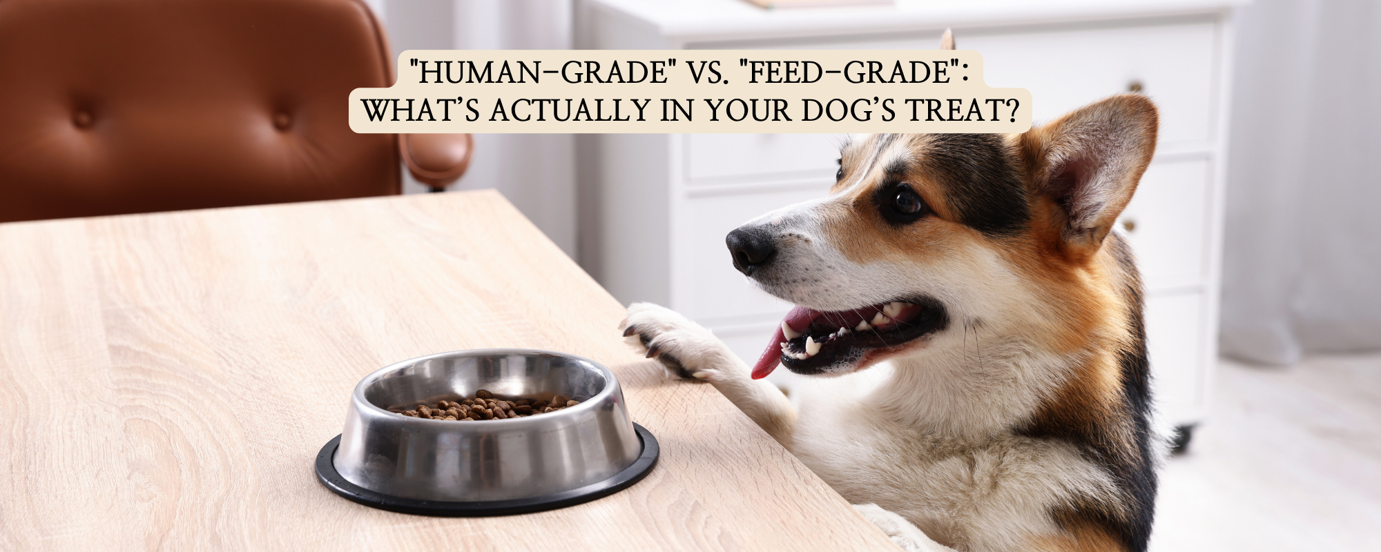 A Corgi looking at a bowl of food on a wooden table, with a text overlay comparing 'Human-Grade' vs. 'Feed-Grade' dog treats.