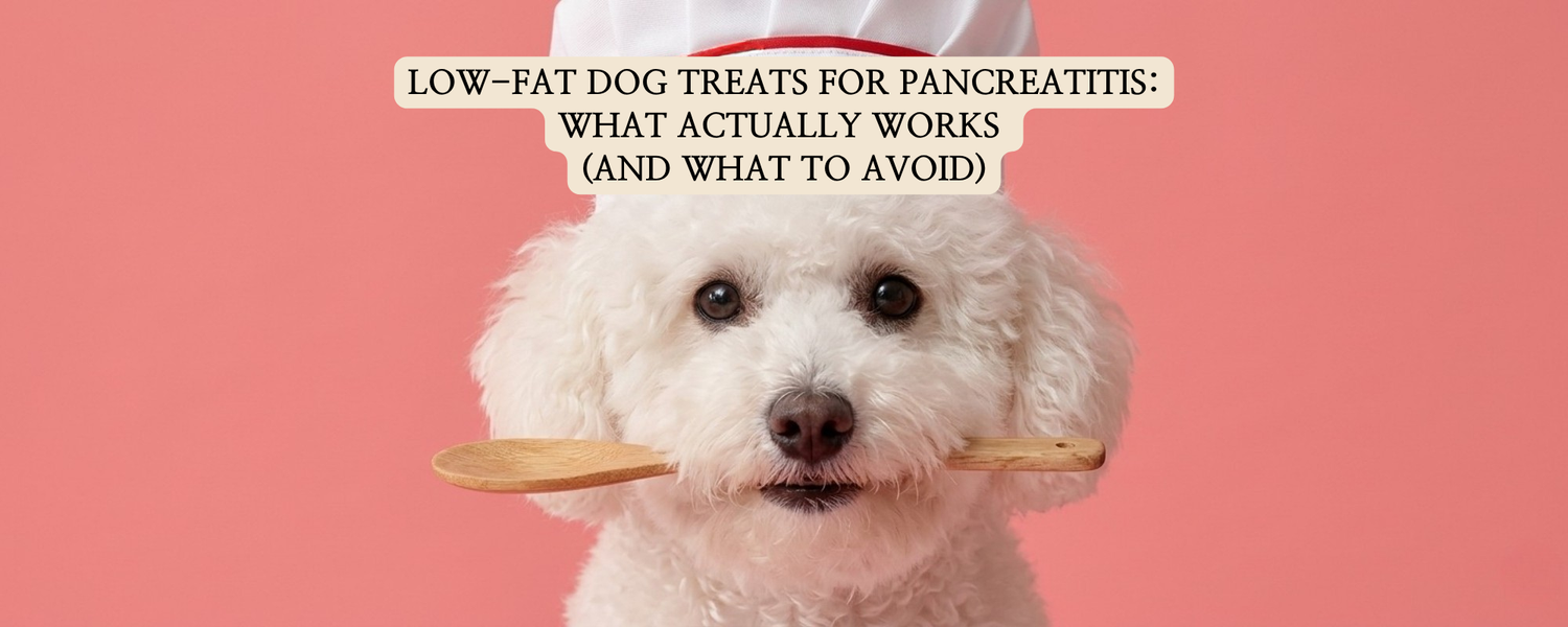 A white Bichon Frise dog wearing a chef hat and holding a wooden spoon in its mouth, representing safe and healthy low-fat dog treats for dogs with pancreatitis.