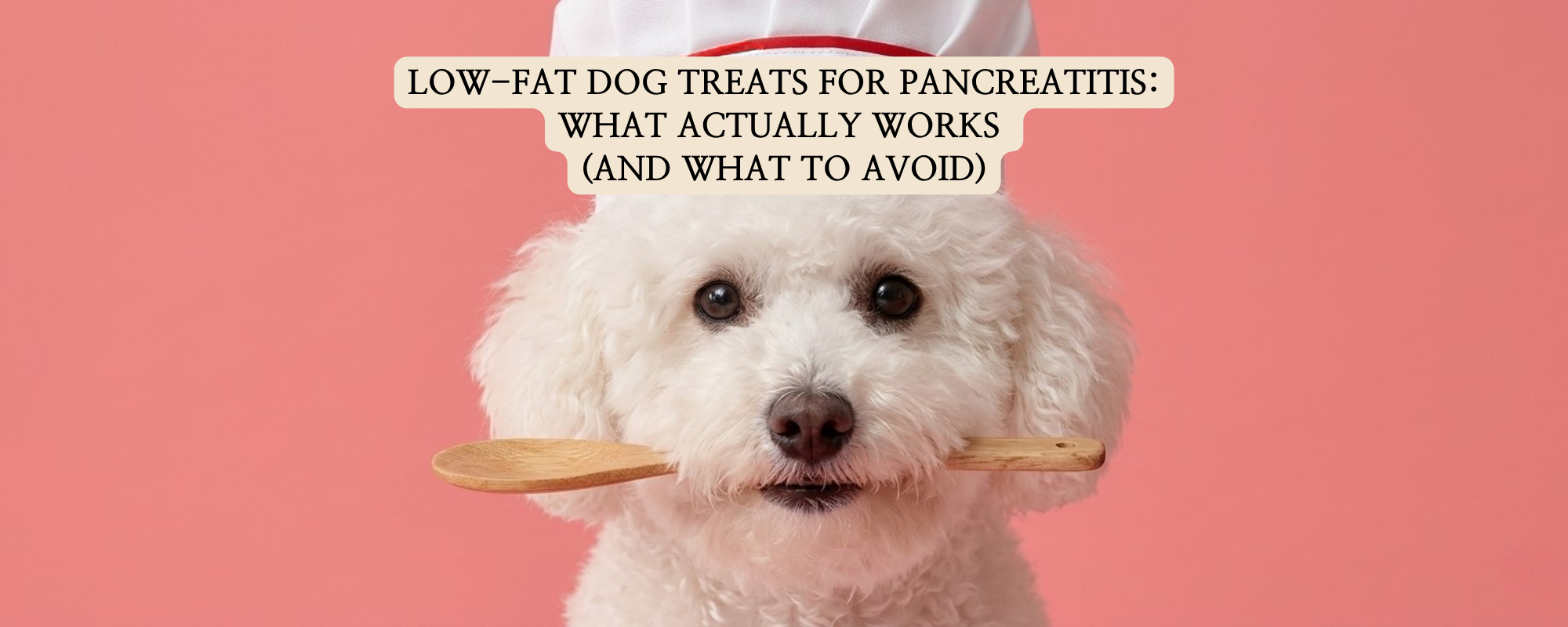 A white Bichon Frise dog wearing a chef hat and holding a wooden spoon in its mouth, representing safe and healthy low-fat dog treats for dogs with pancreatitis.