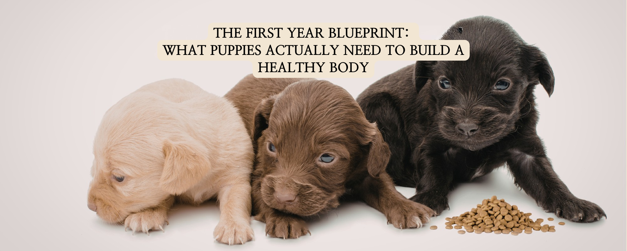 Three puppies (white, brown, black) lying next to each other in front of a small pile of dog food kibble. Text at the top reads, "THE FIRST YEAR BLUEPRINT: WHAT PUPPIES ACTUALLY NEED TO BUILD A HEALTHY BODY".