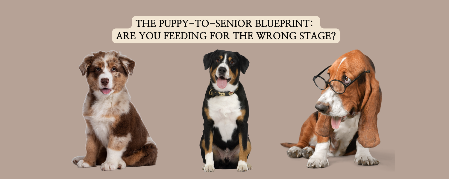 A professional blog thumbnail featuring a cute puppy, an alert adult dog, and a clever senior Basset Hound wearing glasses.