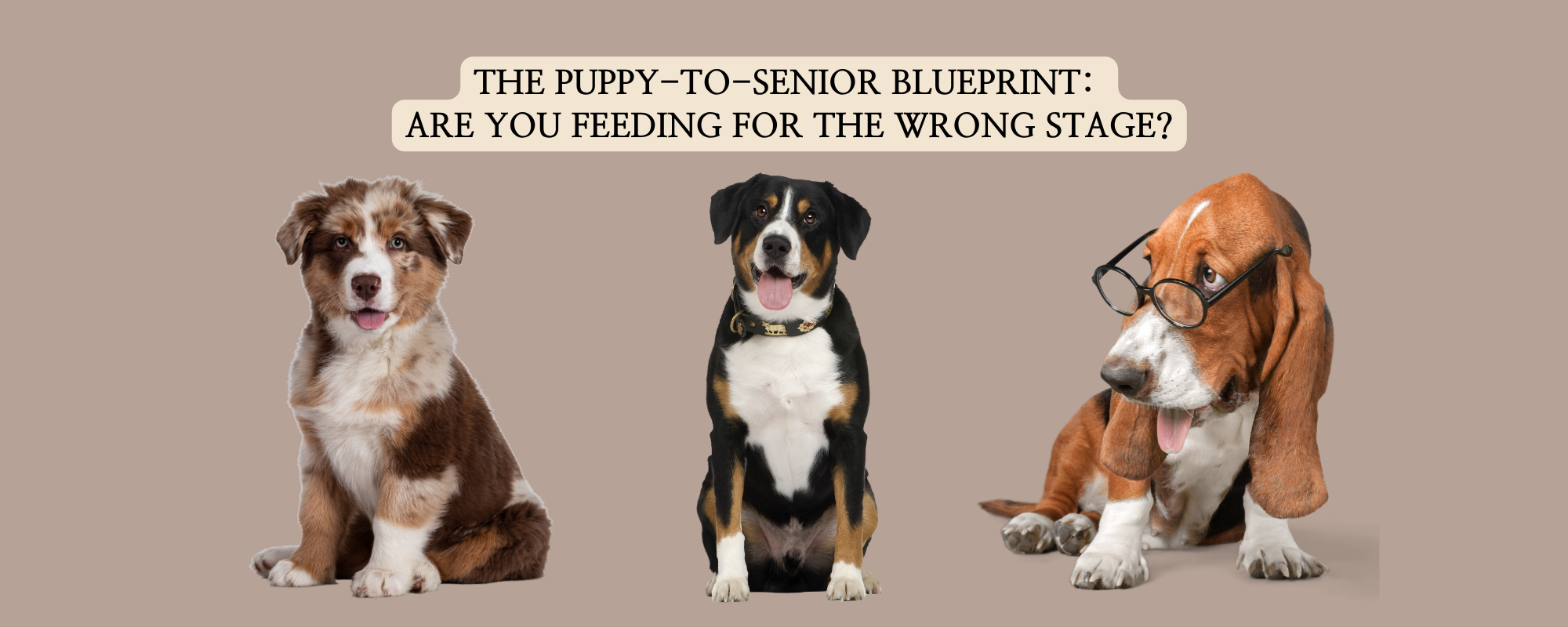 A professional blog thumbnail featuring a cute puppy, an alert adult dog, and a clever senior Basset Hound wearing glasses.