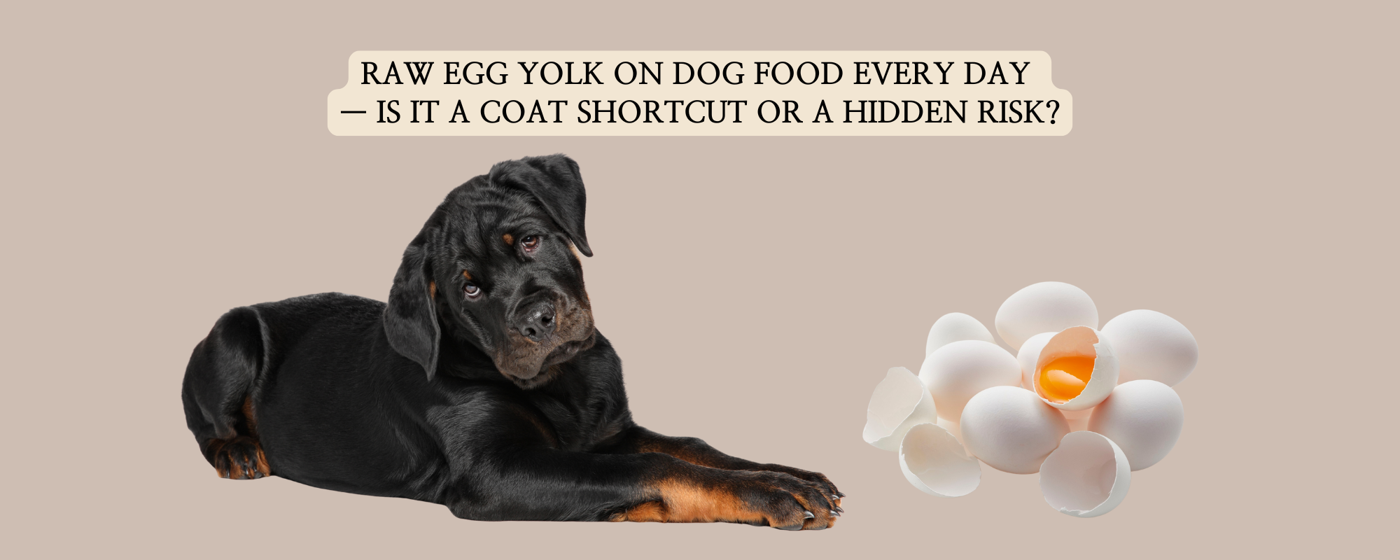 black dog lying down and looking curiously next to a pile of white eggs with one cracked open revealing a raw yolk. A text overlay with a beige background reads: RAW EGG YOLK ON DOG FOOD EVERY DAY — IS IT A COAT SHORTCUT OR A HIDDEN RISK?