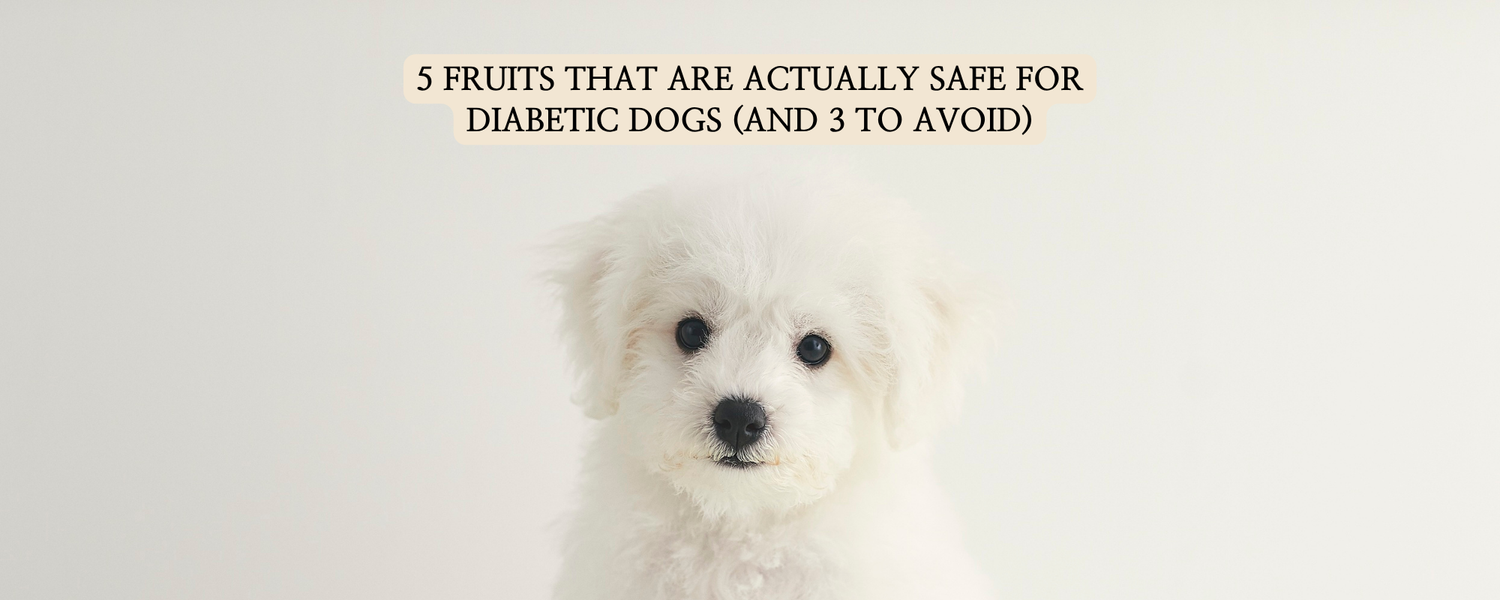A high-resolution, minimal blog thumbnail for 'pet sweets lab' featuring a clean-looking white Bichon Frise looking at the camera against a soft, off-white background.