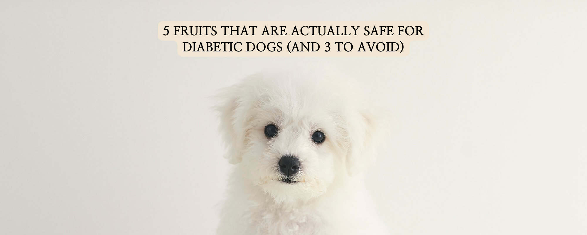 A high-resolution, minimal blog thumbnail for 'pet sweets lab' featuring a clean-looking white Bichon Frise looking at the camera against a soft, off-white background.