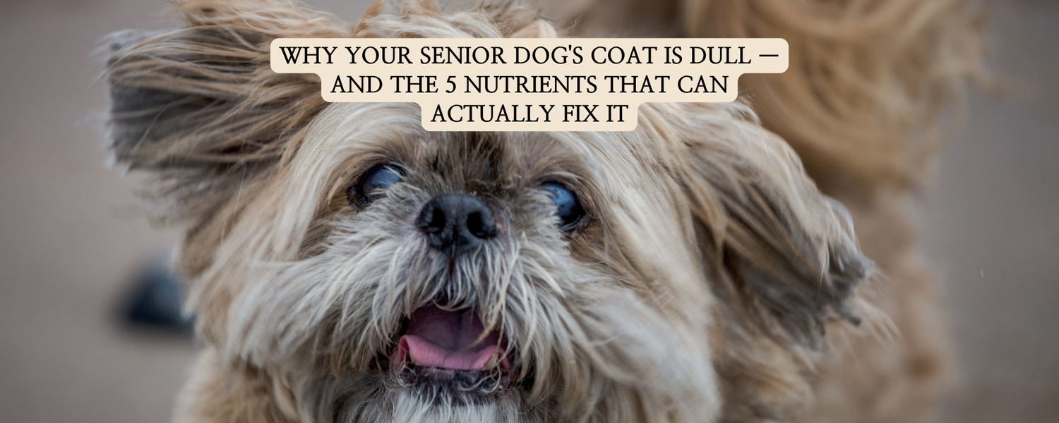 An educational thumbnail for senior dog well-aging, showing a Shih Tzu with dull fur and an infographic listing 5 critical nutrients for skin repair.