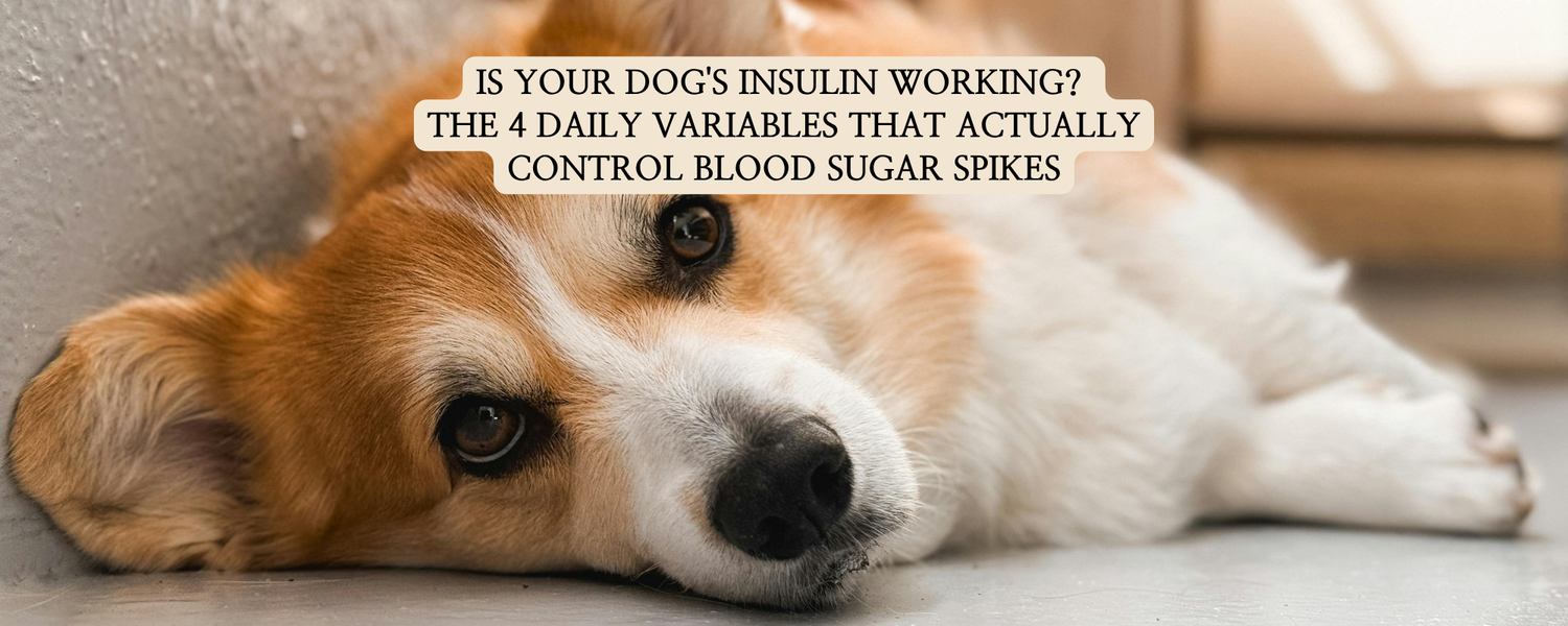 An educational infographic thumbnail for senior dog well-aging, showing a Pembroke Welsh Corgi and a detailed visual guide on managing blood sugar spikes.