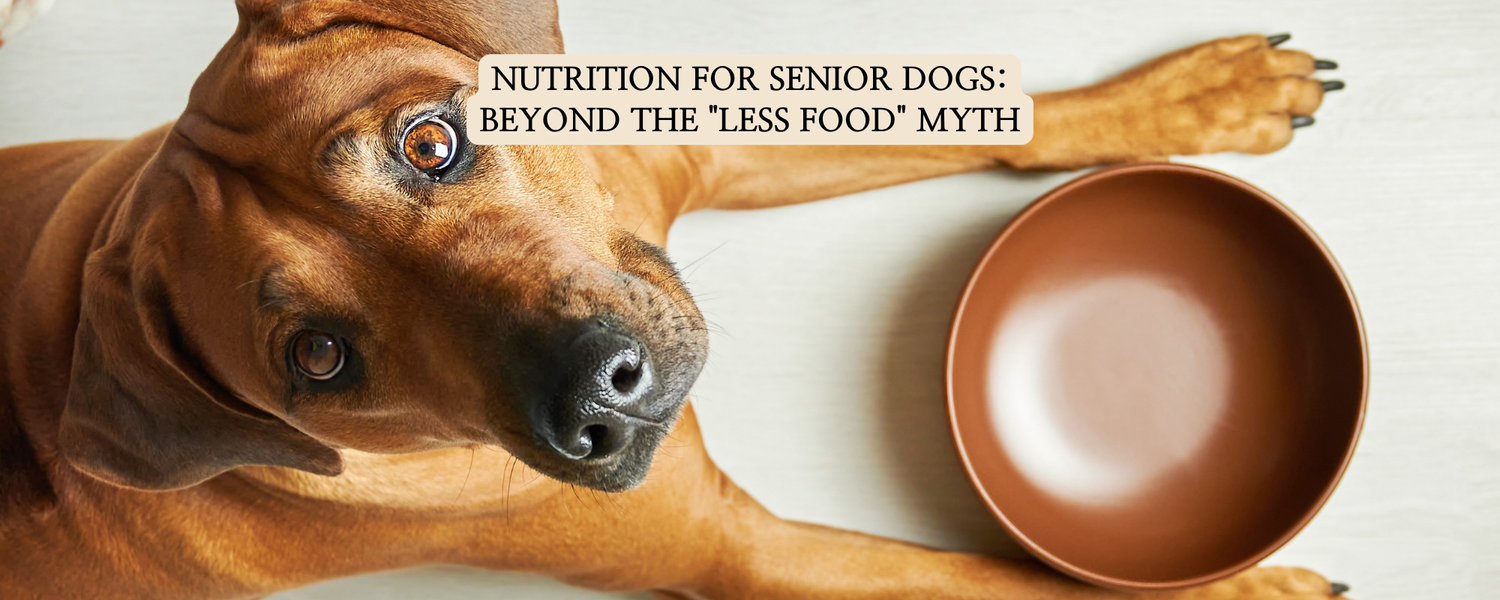 A senior dog looking up at an empty brown bowl on a white floor, featuring the text "NUTRITION FOR SENIOR DOGS: BEYOND THE 'LESS FOOD' MYTH" by pet sweets lab.