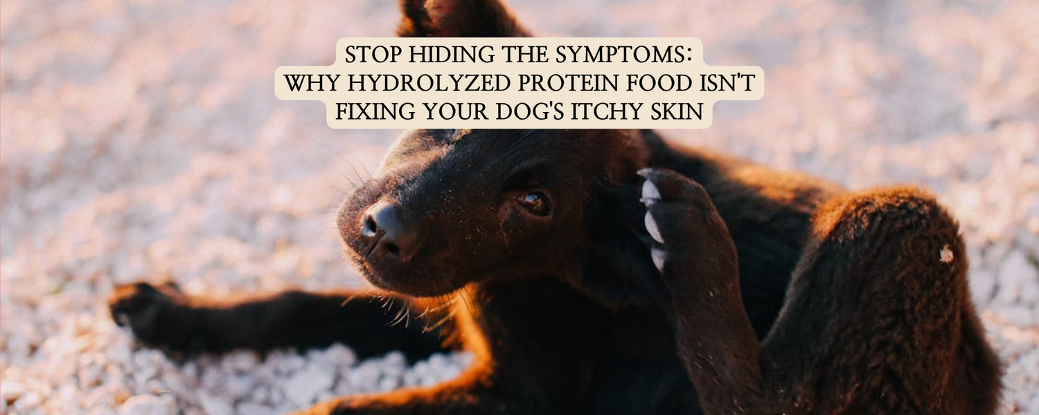 A black dog is scratching its ear, illustrating the frustration of chronic itchy skin, which hydrolyzed protein diets may not resolve if gut barrier dysfunction is the primary driver.