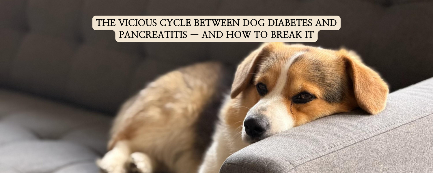 A sad-looking beagle mix dog resting its head on a gray sofa, featuring a text overlay that reads 'The Vicious Cycle Between Dog Diabetes and Pancreatitis — And How to Break It'.