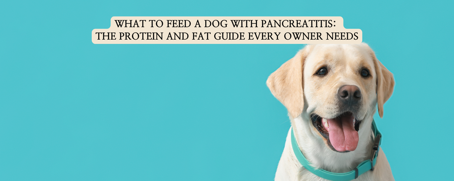 A happy yellow Labrador Retriever on a light blue background with text overlay: "What to feed a dog with pancreatitis: The protein and fat guide every owner needs."
