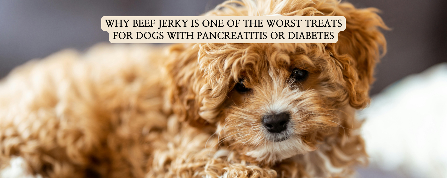 A fluffy puppy looking at the camera, illustrating the topic of why beef jerky is one of the worst treats for dogs with pancreatitis or diabetes.