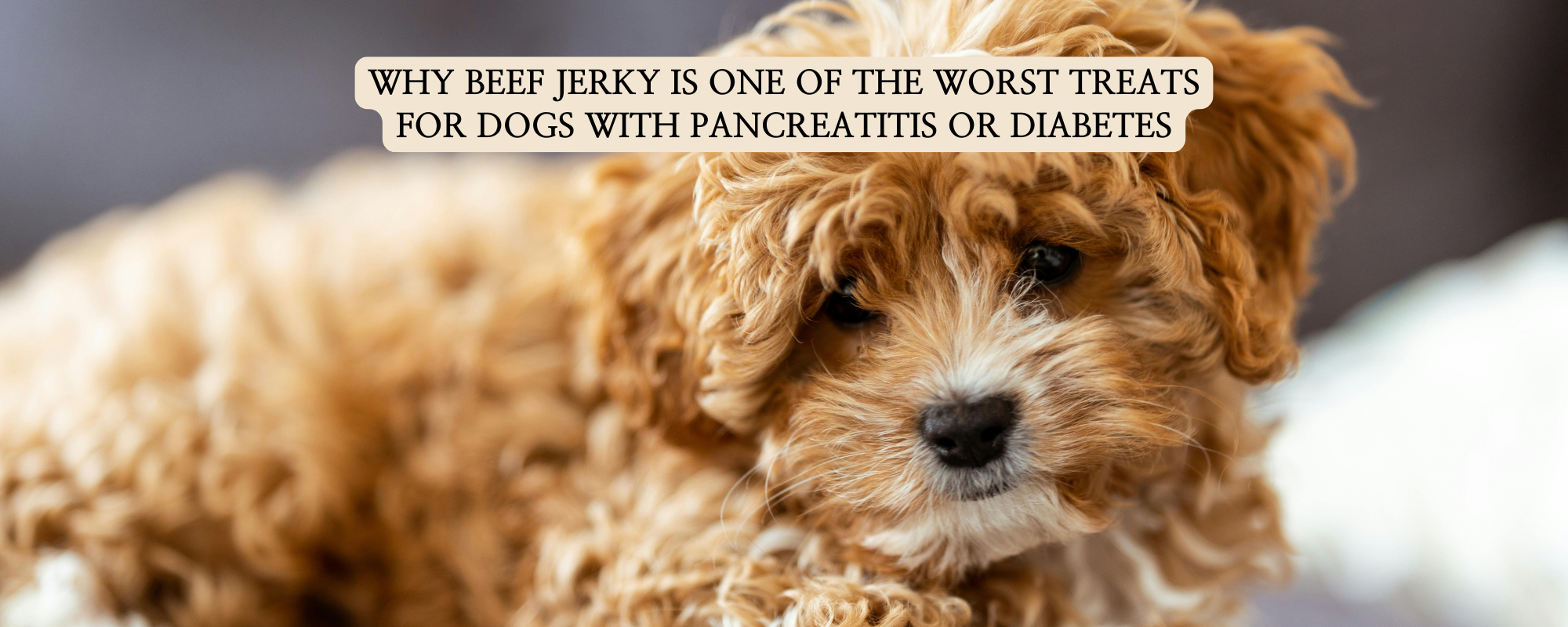 A fluffy puppy looking at the camera, illustrating the topic of why beef jerky is one of the worst treats for dogs with pancreatitis or diabetes.