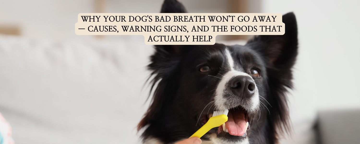 A black and white dog getting its teeth brushed with a yellow toothbrush, featuring text that reads: Why your dog's bad breath won't go away — causes, warning signs, and the foods that actually help.